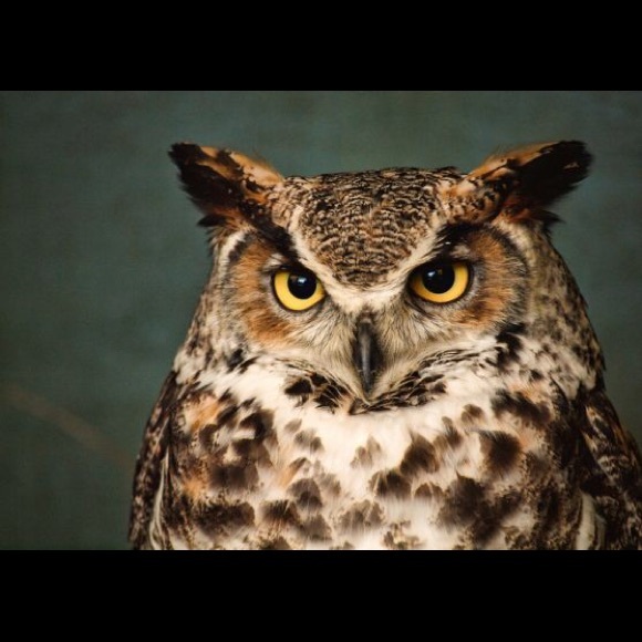 Meet your Posher, Jessica - Picture 2 of 4